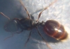 Desconocida 1