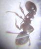 Myrmicinae