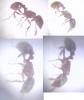 Myrmicinae