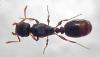 tetramorium?
