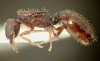 Tetramorium depressum