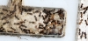 Nuevas Tetramorium