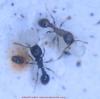 myrmicina5