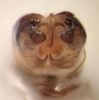 genitalia