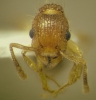 bicarinatum