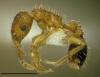 bicarinatum