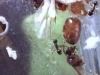 tetramorium sp. foto de iglesiaz