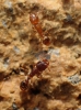 Tetramorium depressum