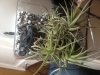 Planta sin tierra.