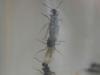 apareamiento de hormigas tapinomas nigerrimum.