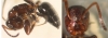 Camponotus-Pedriza