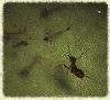 Camponotus schmitzi-2
