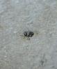 Cataglyphis ibericus08b