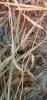 Cataglyphis ibericus09