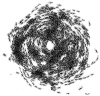 C�rculo02-Schneirla-circular mill