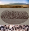 Damaras y hormigas