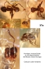 Hormigas y moscas fóridas fósiles-Mioceno Santo Domingo
