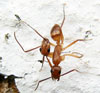 Hormiga de dos cabezas 2