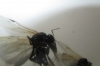 Extraño suceso (Camponotus sp.)