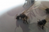Extra�o suceso (Lasius emarginatus)