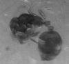 hormiga en ambar