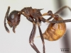 Myrmicaria