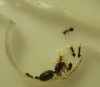 Crematogaster pegada a pared