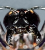 Hormiga agresiva