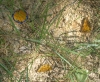 Zahonero07