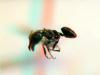 estereoscopica