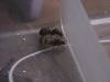 mis reinas camponotus