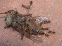 Hormigas devorando una mosca