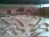 Mi peque�o jardin