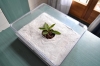 Caja forrajeo con planta2