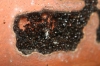 Hormiguero messor barbarus