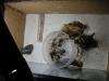 Hormiguero Temnothorax sp