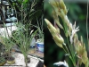 Planta de trigo #1