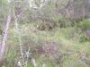 Habitat de Camp. sylvaticus y Formicas