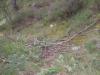 Habitat de Camp. sylvaticus y Formicas