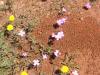 Flores que comen las messor marucanus