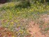 Flores que comen las messor marucanus