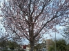 Arbol