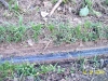 Acromyrmex #1