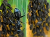 Camponotus sp y cochinllas