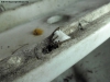 Camponotus en sanitario #3