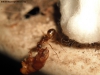 Camponotus en sanitario #4