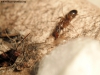 Camponotus en sanitario #6