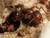 Camponotus en sanitario #9