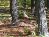 invernadeiro4