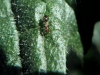 Dorymyrmex en el cardo
